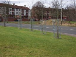 Tree Protection1