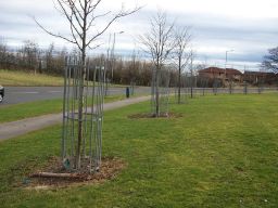 Tree Protection2